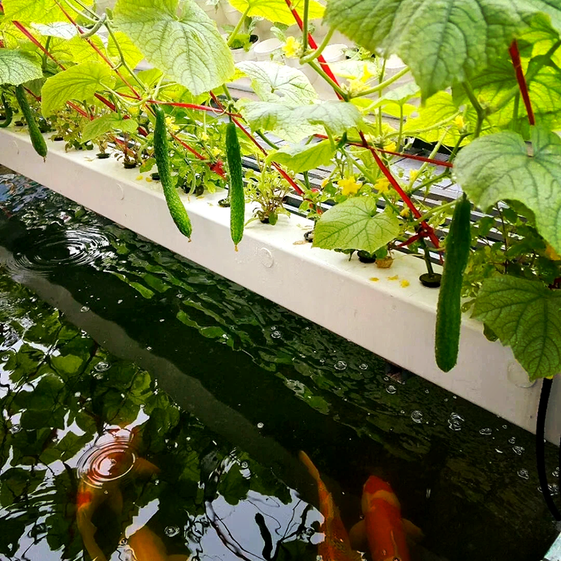 呼和浩特市种植槽鱼菜共生 - 推荐